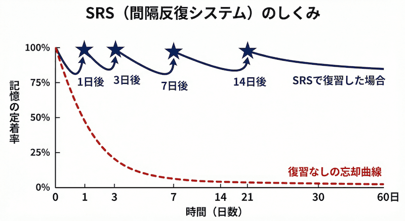 SRS（間隔反復システム）の仕組み：忘却曲線に基づく復習タイミングと記憶定着率の推移を示す図解